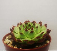 Sempervivum tectorum