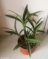 Ledebouria socialis