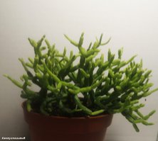 Rhipsalis cereuscula