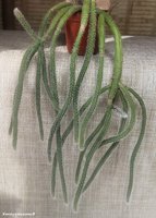 Rhipsalis horrida