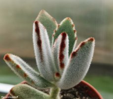 Kalanchoe tomentosa