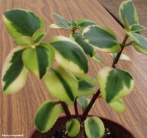 Crassula sarmentosa f. Variegata