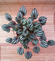 Peperomia Piccolo Banda                      