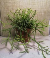 Rhipsalis neves-armondii