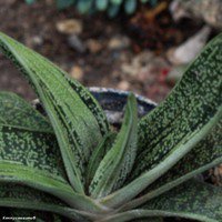 Gasteria cv. Little Warty  