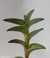 Tradescantia navicularis (ладьевидная) 