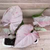 Интернет магазин кактусов и суккулентов кактуспозитив - Syngonium Pink Spot