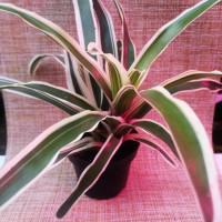 Интернет магазин кактусов и суккулентов кактуспозитив - Neoregelia carolinae