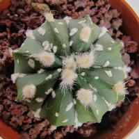 Интернет магазин кактусов и суккулентов кактуспозитив - Astrophytum niveum v. Albispinum