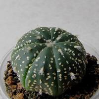 Интернет магазин кактусов и суккулентов кактуспозитив - Astrophytum asterias сv yellow specks 