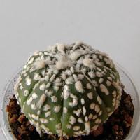 Интернет магазин кактусов и суккулентов кактуспозитив - Astrophytum asterias cv. Superkabuto 