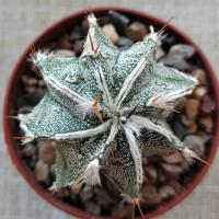 Интернет магазин кактусов и суккулентов кактуспозитив - Astrophytum myriostigma hybrid ('Fukuryu Rokkotsu')