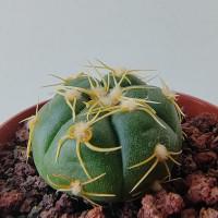 Интернет магазин кактусов и суккулентов кактуспозитив - Gymnocalycium denudatum                              