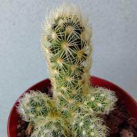 Интернет магазин кактусов и суккулентов кактуспозитив - Mammillaria Elongata Lemon