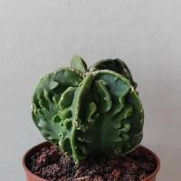 Интернет магазин кактусов и суккулентов кактуспозитив - Astrophytum myriostigma 'Fukuriyo