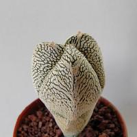 Интернет магазин кактусов и суккулентов кактуспозитив - Astrophytum myriostigma Onzuka tricostatum