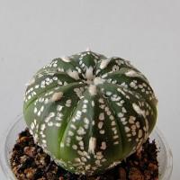 Интернет магазин кактусов и суккулентов кактуспозитив - Astrophytum asterias cv. Superkabuto 