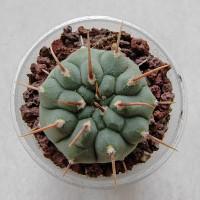 Интернет магазин кактусов и суккулентов кактуспозитив - Gymnocalycium vatteri f. 1 кол