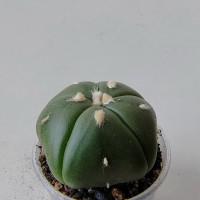 Интернет магазин кактусов и суккулентов кактуспозитив - Astrophytum asterias nudum 5 ribs