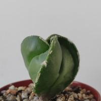 Интернет магазин кактусов и суккулентов кактуспозитив - Astrophytum myriostigma nudum tricostatum