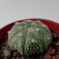 Интернет магазин кактусов и суккулентов кактуспозитив - Astrophytum asterias сv yellow specks 