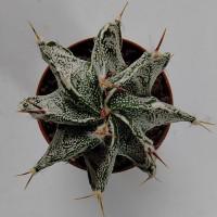 Интернет магазин кактусов и суккулентов кактуспозитив -  Astrophytum hybrid 3 (myrr x or 'Fukuryu