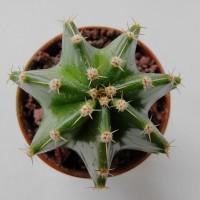 Интернет магазин кактусов и суккулентов кактуспозитив - Echinocereus subinermis  