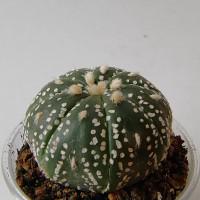 Интернет магазин кактусов и суккулентов кактуспозитив - Astrophytum asterias cv. 'Superkabuto' 