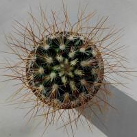 Интернет магазин кактусов и суккулентов кактуспозитив - Mammillaria rekoi v. leptacantha L1314