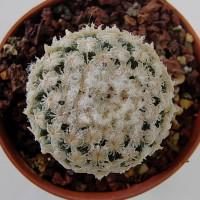 Интернет магазин кактусов и суккулентов кактуспозитив - Turbinicarpus valdesianus v. albiflorus MZ 662 