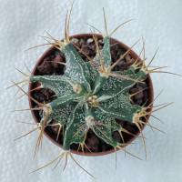 Интернет магазин кактусов и суккулентов кактуспозитив - Astrophytum ornatum v. virens