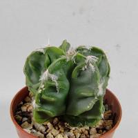 Интернет магазин кактусов и суккулентов кактуспозитив - Astrophytum hybrid (myriostigma 'Fukuryu