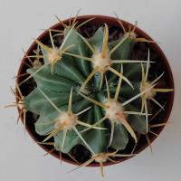 Интернет магазин кактусов и суккулентов кактуспозитив - Ferocactus latispinus (pink sps)