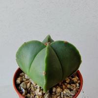 Интернет магазин кактусов и суккулентов кактуспозитив - Astrophytum myriostigma v. quadricostatum f. Nudum