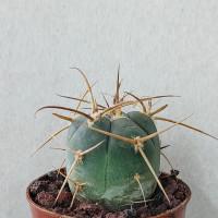 Интернет магазин кактусов и суккулентов кактуспозитив - Gymnocalycium cardenasianum 