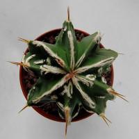 Интернет магазин кактусов и суккулентов кактуспозитив - Astrophytum myriostigma hybrid ('Yoroi Fukuryu' )  