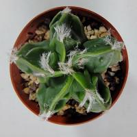 Интернет магазин кактусов и суккулентов кактуспозитив - Astrophytum hybrid (myriostigma 'Fukuryu