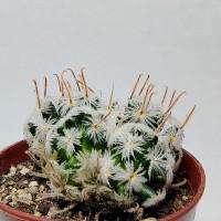 Интернет магазин кактусов и суккулентов кактуспозитив - Mammillaria duwei f. red spines 