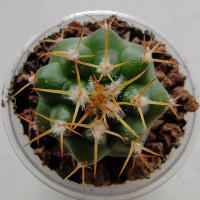 Интернет магазин кактусов и суккулентов кактуспозитив - Discocactus magnimammus (Discocactus heptacanthus subs. magnimammus)