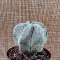 Интернет магазин кактусов и суккулентов кактуспозитив - Astrophytum myriostigma v. strongylogonum RS 144  