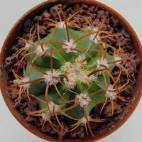 Интернет магазин кактусов и суккулентов кактуспозитив - Melocactus matanzanus