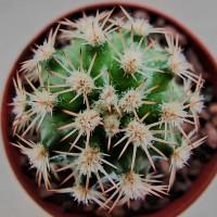 Интернет магазин кактусов и суккулентов кактуспозитив - Echinocereus ctenoides MAO 0044 