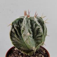 Интернет магазин кактусов и суккулентов кактуспозитив - Astrophytum Myriostigma cv. Fukuryu Hakujo