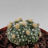 Интернет магазин кактусов и суккулентов кактуспозитив - Astrophytum asterias cv. 'Superkabuto cv 'Ooibo'  