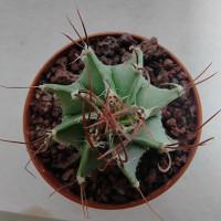 Интернет магазин кактусов и суккулентов кактуспозитив - Astrophytum senile  