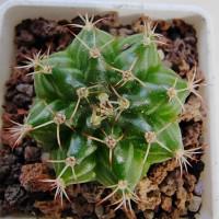 Интернет магазин кактусов и суккулентов кактуспозитив - Gymnocalycium mihanovichii v. stenogonum P 242