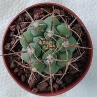 Интернет магазин кактусов и суккулентов кактуспозитив - Gymnocalycium ferocior                                       