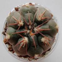 Интернет магазин кактусов и суккулентов кактуспозитив - Gymnocalycium mucidum v. ferrari f. elegans WR 718