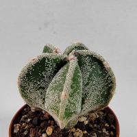 Интернет магазин кактусов и суккулентов кактуспозитив - Astrophytum hybrid (Myriostigma cv. Hakujo)