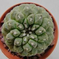 Интернет магазин кактусов и суккулентов кактуспозитив - Copiapoa hypogaea WM 148